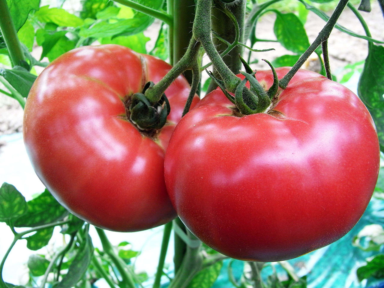 トマト（桃太郎）